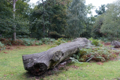 dennywood4_976