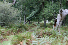 dennywood5_976