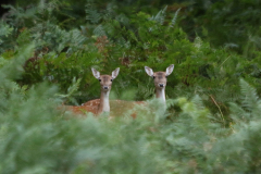 dennywood6_976