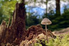 Fungi