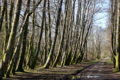 holmsley_castleman_976