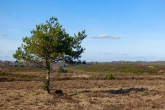 holmsley_ridge_976