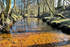 holmsley_stream_976