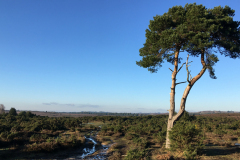 Winter on Holmsley Ridge