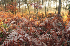 holmsley_winter_976