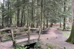 Rhinefield