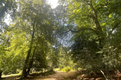 Lyndhurst Hill