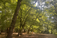 swan_green5_976