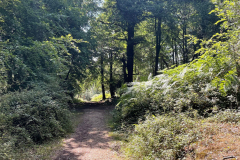 Lyndhurst Hill