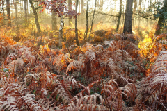 Holmsley Inclosure