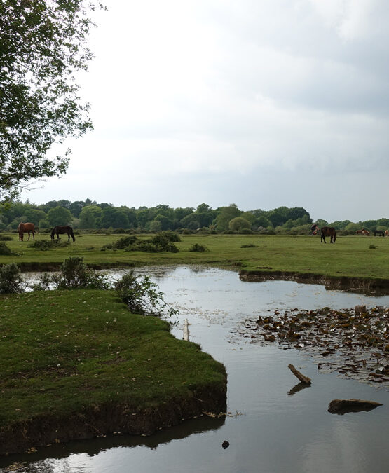 Janesmoor Pond