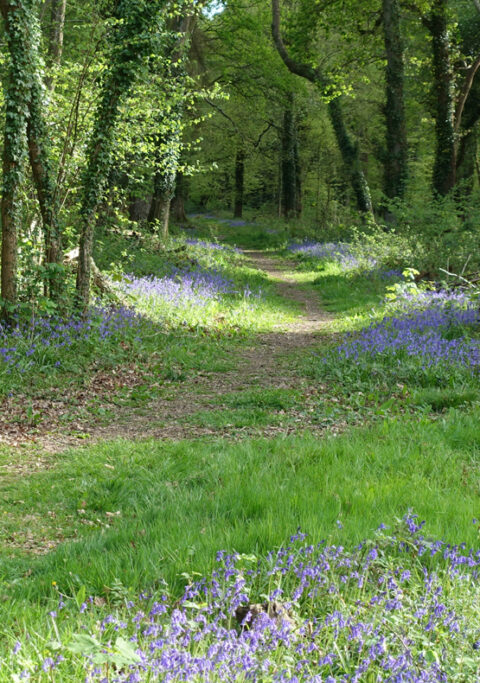 walking-routes-new-forest-walks