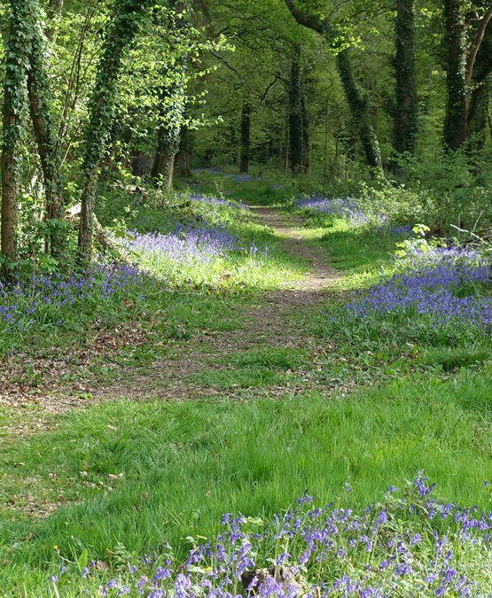 Pondhead and Beechen Lane