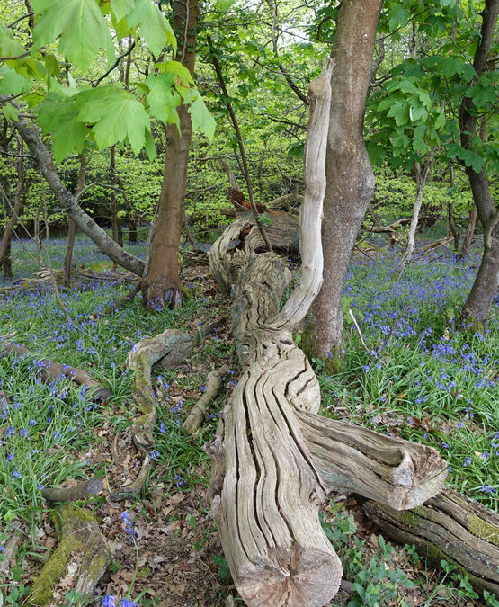 Brockenhurst – Roydon Woods