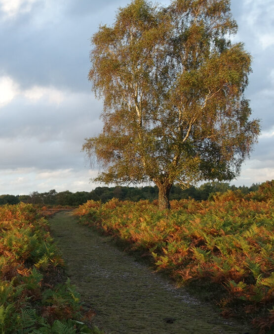 Ashurst Station to Brockenhurst