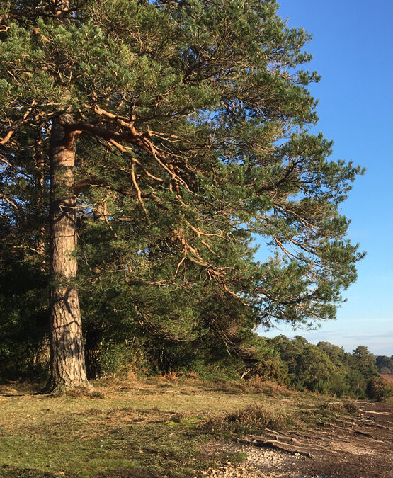 Longslade Heath and Set Thorns