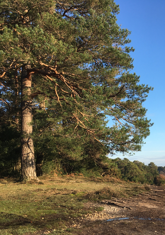 Longslade Heath and Set Thorns