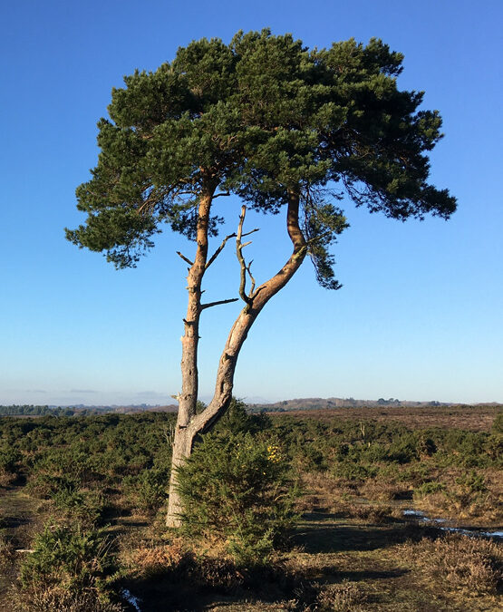 Holmsley Ridge and Inclosure