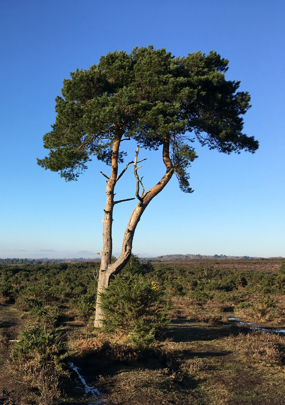 Holmsley Ridge and Inclosure