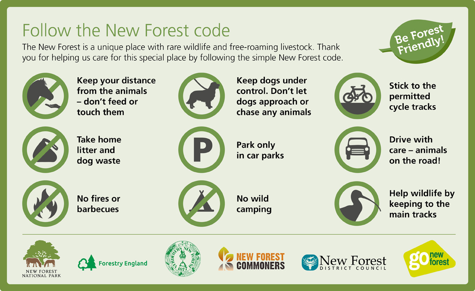 Light Footprints: How to help protect the New Forest.