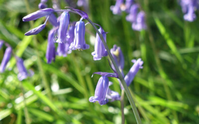 Where to find bluebells in the New Forest