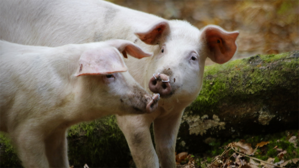 Where to find pigs during Pannage season in the New Forest - New Forest  Walks