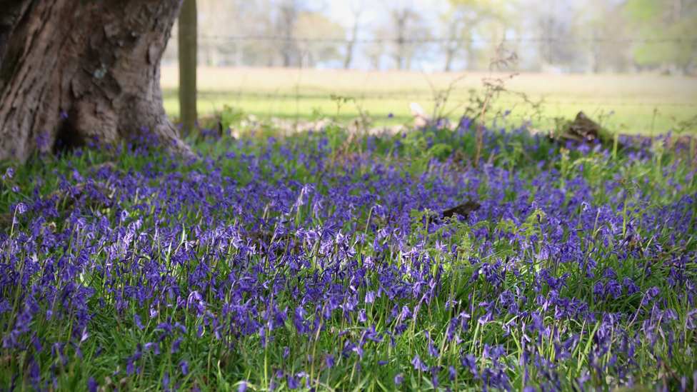 Bluebells at Roydon Woods, New Forest