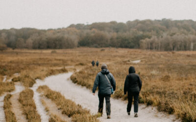 Guided and organised walks in the New Forest