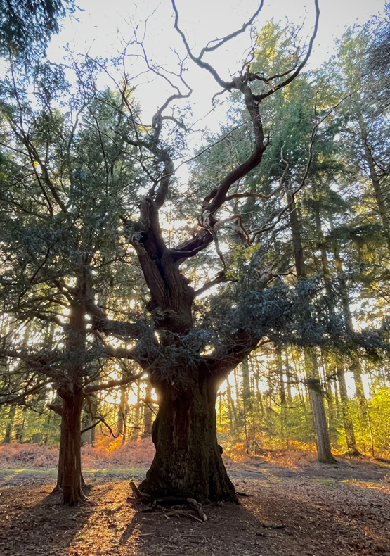 Knightwood Oak and Eagle Oak