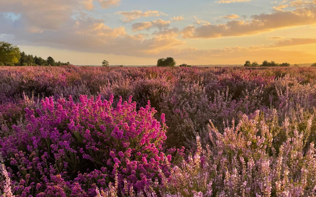 Ibsley Common