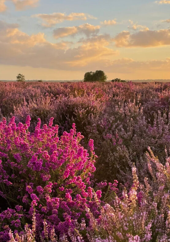 Ibsley Common