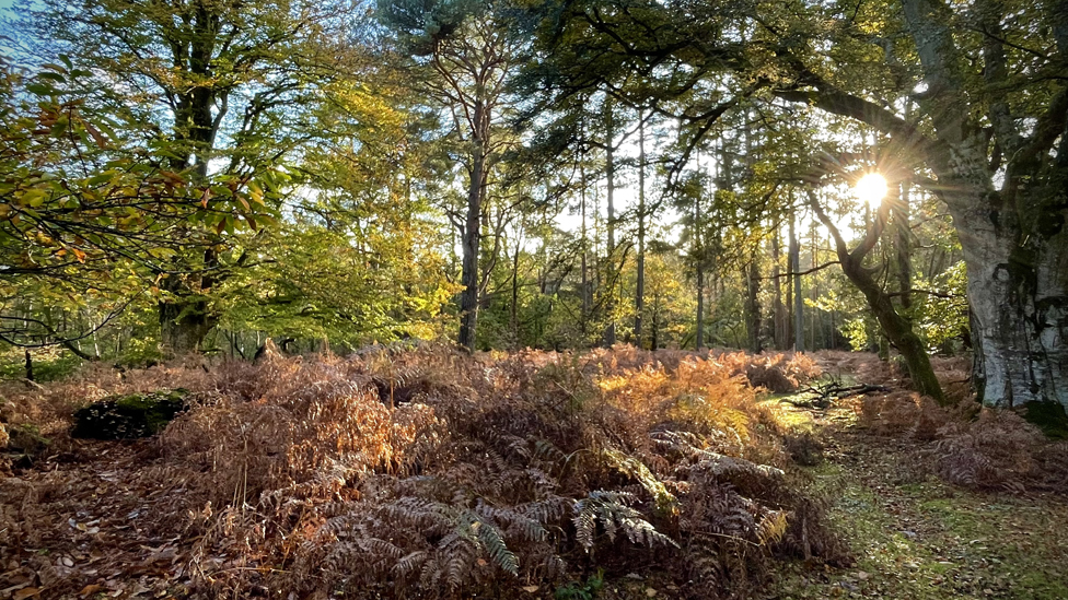 Autumn woodland in the New Forest