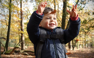 Autumn walks in the New Forest