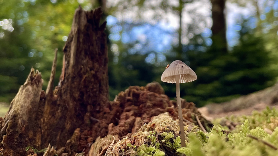 New Forest fungi