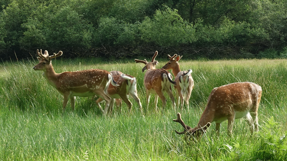 Deer grazing at Bolderwood