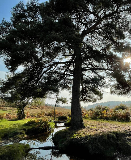 Hale Purlieu