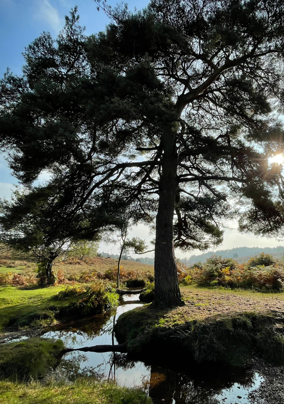 Hale Purlieu