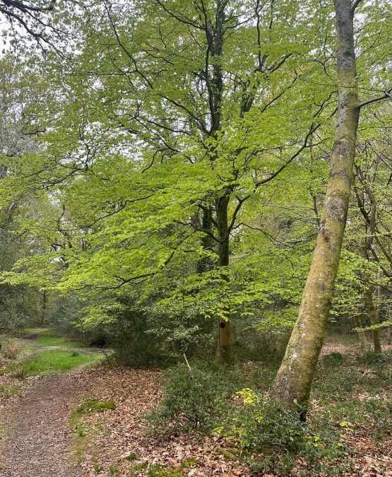 Godshill Wood