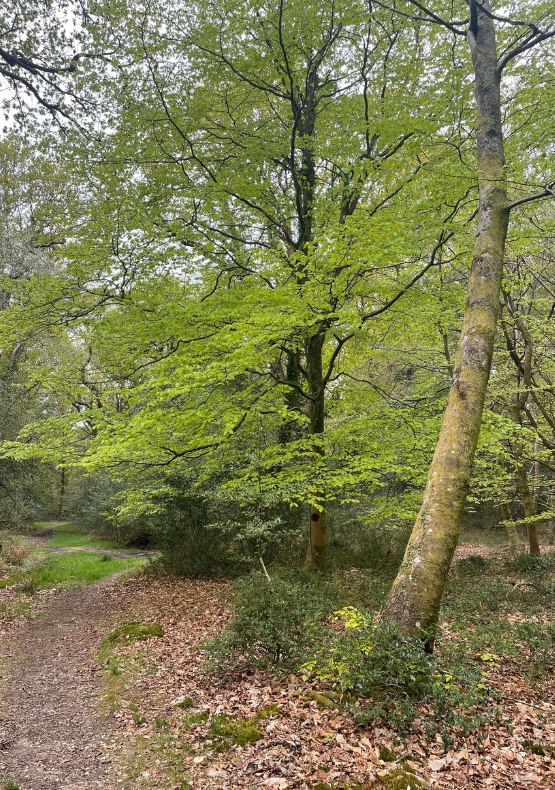 Godshill Wood