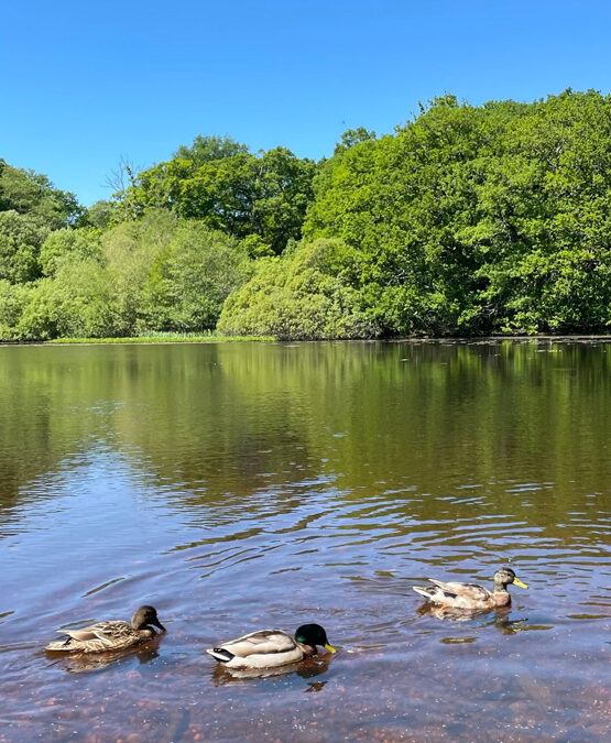 Fritham – Nomandsland