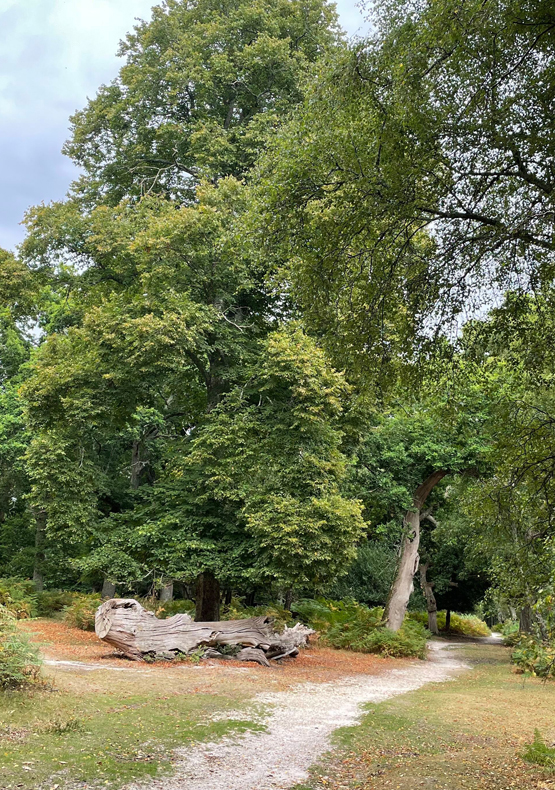 Lyndhurst – Ashurst Loop