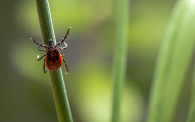 Tick awareness in the New Forest