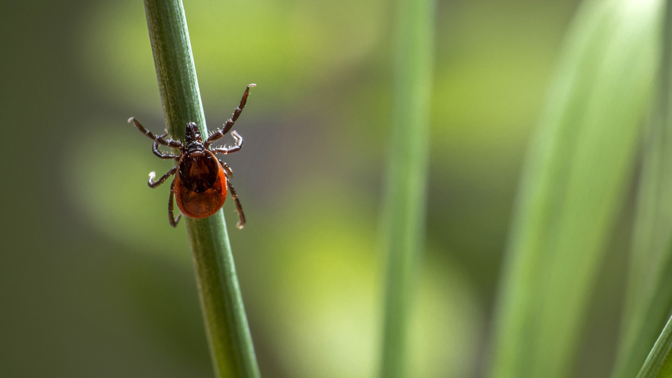 Tick awareness in the New Forest