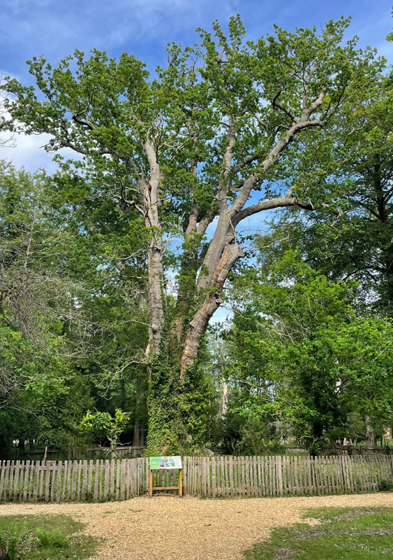 Knightwood Oak to Reptile Centre