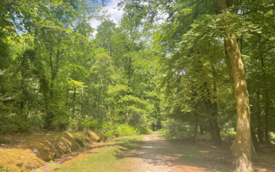 Walking in the New Forest during hot summer weather