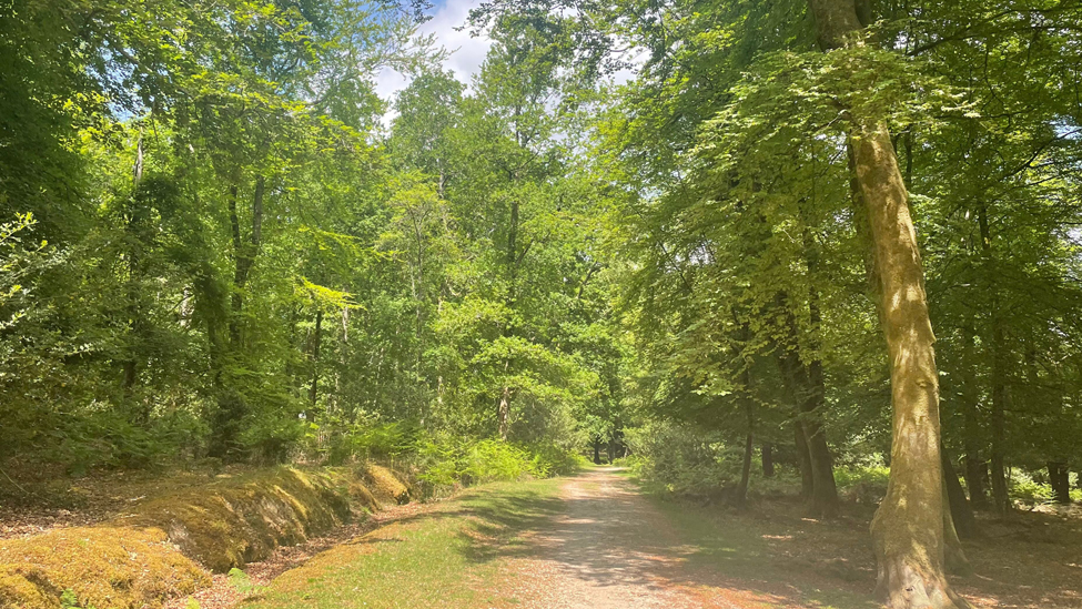 Bramshaw Wood in summer