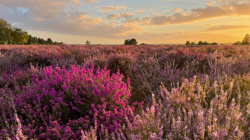 Ibsley Common