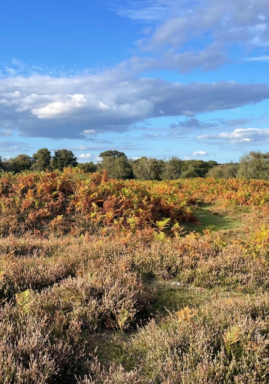 Ashurst – Matley Wood