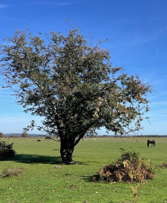 Wilverley Plain and Holm Hill