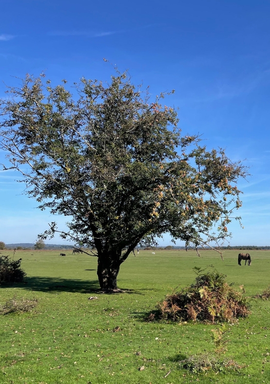 Wilverley Plain and Holm Hill